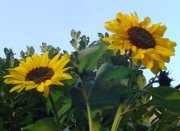 Profilbild von Sonnenblume1