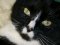 Profilbild von albacat