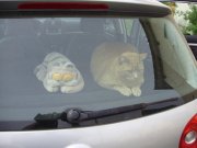 Profilbild von cosima