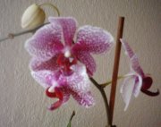 Profilbild von Orchidee57