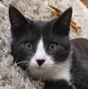 Profilbild von Katzenohr