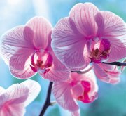 Profilbild von Orchidea
