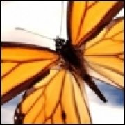 Profilbild von Butterfly