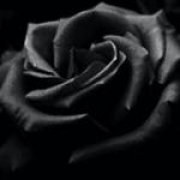 Profilbild von Dark_Rose