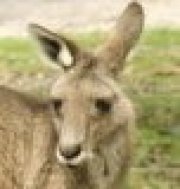 Profilbild von Wallaby