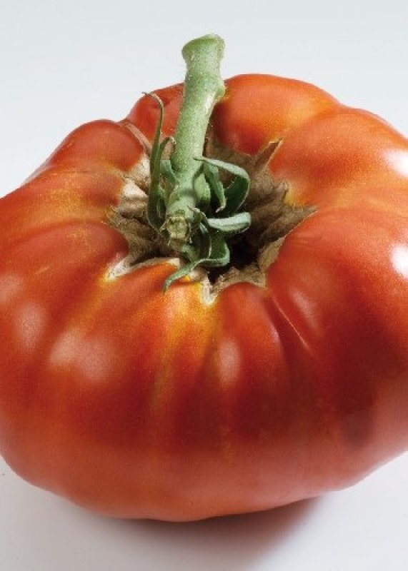 Tomate Roter Russe